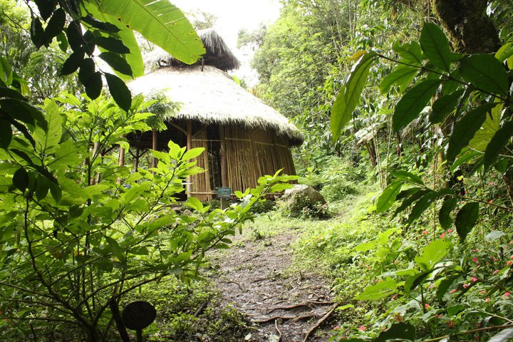 Bamboo hut in the jungle